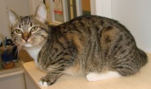 [picture of Baby AKA Boxing Matilda, a Domestic Short Hair brown tabby\ cat] 