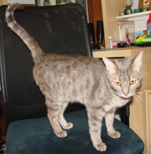 [another picture of Jade, a Domestic Short Hair gray tabby\ cat] 