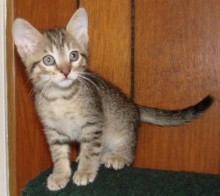 [picture of Elvis, a Domestic Short Hair brown tabby\ cat] 