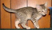 [another picture of Lily, a Domestic Short Hair brown tabby\ cat] 