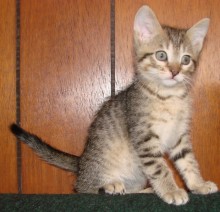 [picture of Lily, a Domestic Short Hair brown tabby\ cat] 