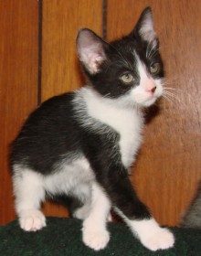 [another picture of Mavrick, a Domestic Short Hair black/white\ cat] 