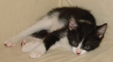 [picture of Mavrick, a Domestic Short Hair black/white\ cat] 