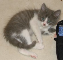 [picture of Stubby, a Domestic Short Hair gray tabby/white\ cat] 