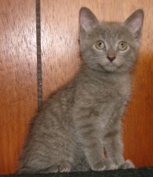 [another picture of Amber, a Domestic Short Hair gray tabby\ cat] 