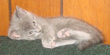 [picture of Amber, a Domestic Short Hair gray tabby\ cat] 