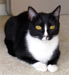 [another picture of Roxy AKA Auntie, a Domestic Short Hair black/white\ cat] 
