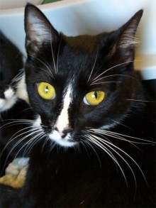 [picture of Roxy AKA Auntie, a Domestic Short Hair black/white\ cat] 