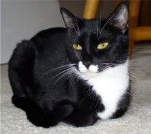 [picture of Mitze AKA Momma, a Domestic Short Hair black/white\ cat] 