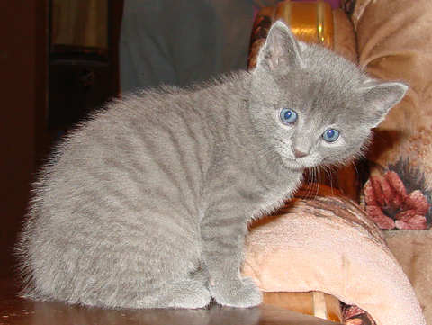 [another picture of Chalky, a Domestic Short Hair gray tabby\ cat] 