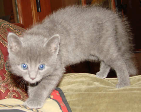 [picture of Chalky, a Domestic Short Hair gray tabby\ cat] 