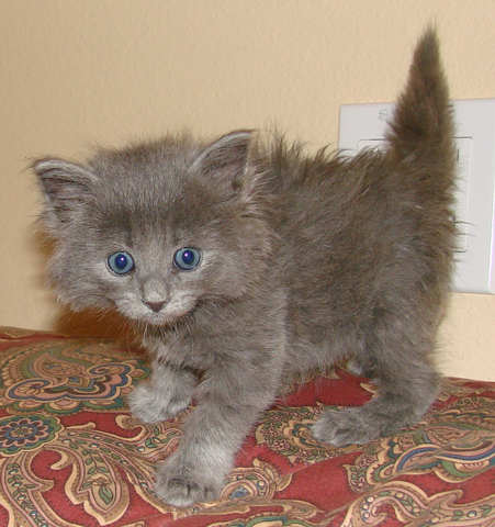 [another picture of Star, a Domestic Medium Hair gray\ cat] 
