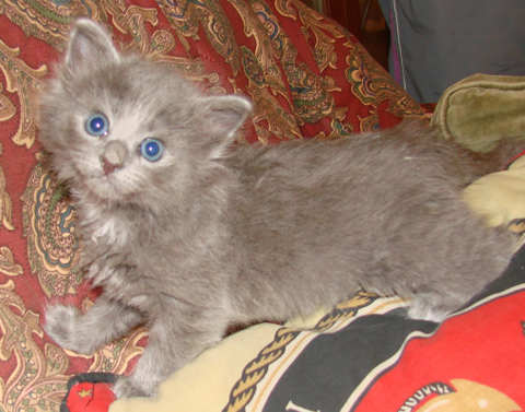 [picture of Star, a Domestic Medium Hair gray\ cat] 