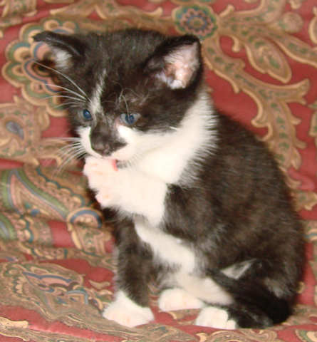 [another picture of Tutu, a Domestic Short Hair tabby/white\ cat] 