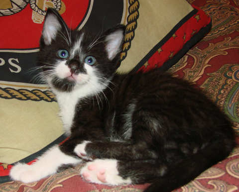[picture of Tutu, a Domestic Short Hair tabby/white\ cat] 