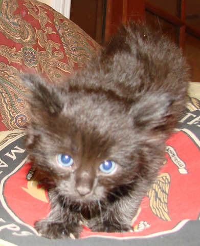 [another picture of Shadow, a Domestic Short Hair black\ cat] 
