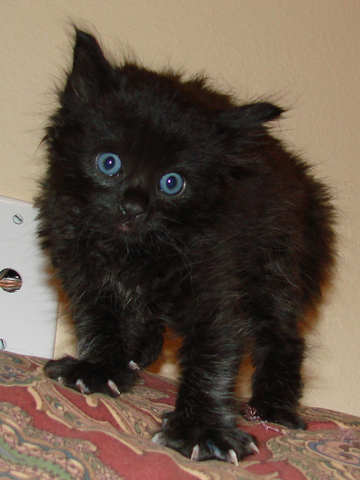 [another picture of Marco, a Domestic Medium Hair black\ cat] 
