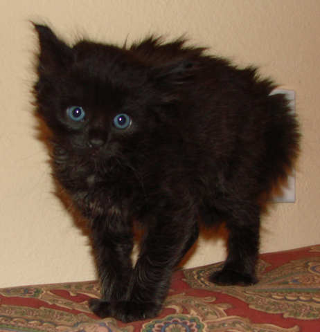 [picture of Marco, a Domestic Medium Hair black\ cat] 