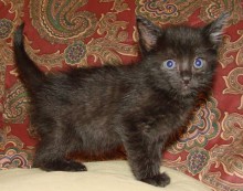 [another picture of Mink, a Domestic Short Hair black\ cat] 