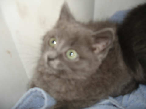 [picture of Sissy, a Domestic Medium Hair gray\ cat] 