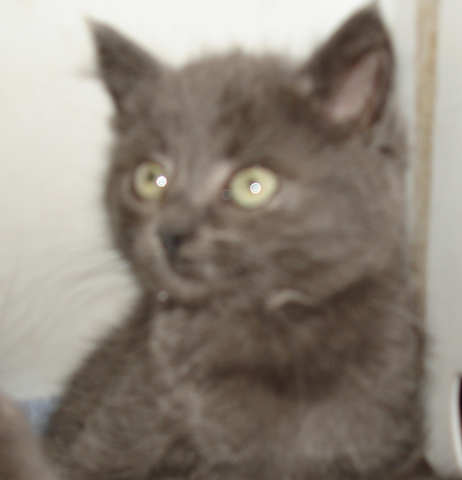 [picture of Missy, a Domestic Medium Hair gray\ cat] 