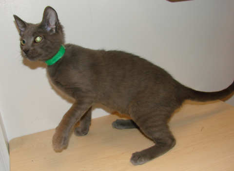[another picture of Spitter, a Domestic Short Hair gray\ cat] 