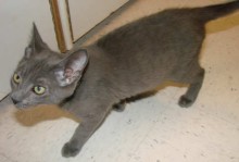 [picture of Spitter, a Domestic Short Hair gray\ cat] 