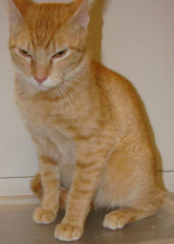 [another picture of Peanut, a Domestic Short Hair orange tabby\ cat] 