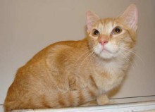 [picture of Peanut, a Domestic Short Hair orange tabby\ cat] 