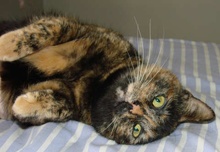 [picture of Tina, a Domestic Short Hair tortoiseshell\ cat] 