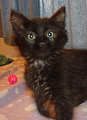 [another picture of Tristin, a Domestic Medium Hair black\ cat] 