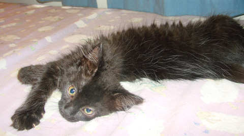 [picture of Tristin, a Domestic Medium Hair black\ cat] 