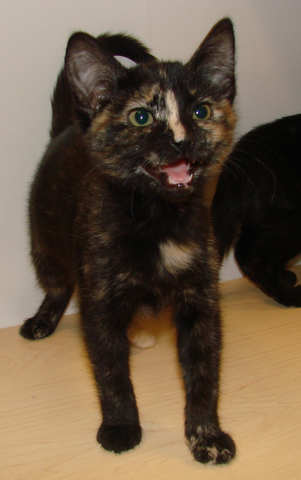 [another picture of Trina AKA Triana, a Domestic Short Hair tortoiseshell\ cat] 