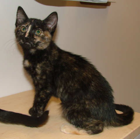 [picture of Trina AKA Triana, a Domestic Short Hair tortoiseshell\ cat] 