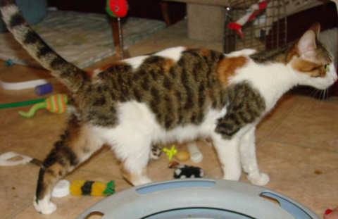 [another picture of Ruby, a Domestic Short Hair calico tabby\ cat] 