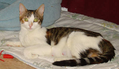 [picture of Ruby, a Domestic Short Hair calico tabby\ cat] 
