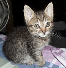 [another picture of Preston, a Domestic Short Hair gray/black tabby\ cat] 