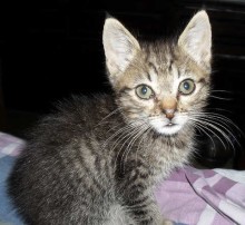 [picture of Preston, a Domestic Short Hair gray/black tabby\ cat] 
