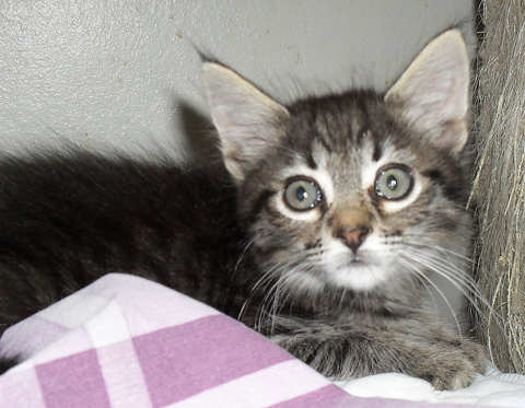 [another picture of Tyler, a Domestic Medium Hair black/gray tabby\ cat] 