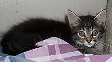 [picture of Tyler, a Domestic Medium Hair black/gray tabby\ cat] 