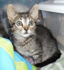 [another picture of Trent, a Domestic Short Hair black tabby\ cat] 