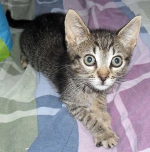 [picture of Trent, a Domestic Short Hair black tabby\ cat] 