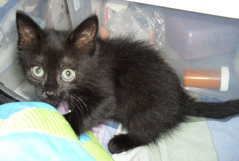 [another picture of Monkey AKA Lily, a Domestic Short Hair black\ cat] 