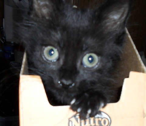 [picture of Monkey AKA Lily, a Domestic Short Hair black\ cat] 