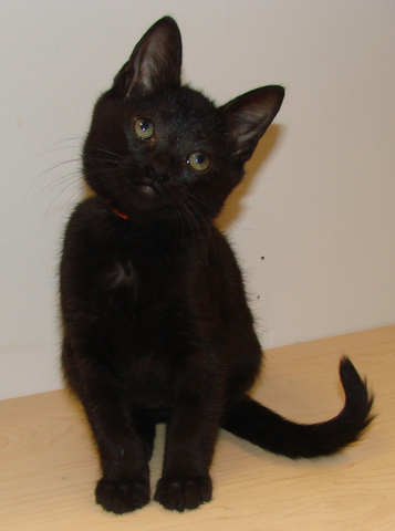 [another picture of J.j., a Domestic Short Hair black\ cat] 