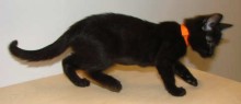 [picture of J.j., a Domestic Short Hair black\ cat] 