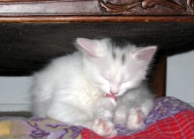 [another picture of Crissy, a Domestic Medium Hair white/gray\ cat] 
