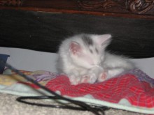 [picture of Crissy, a Domestic Medium Hair white/gray\ cat] 