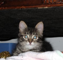 [picture of Janet, a Domestic Medium Hair brown classic tabby\ cat] 