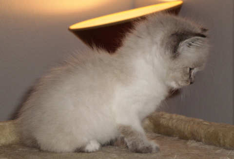 [picture of Sammy, a Siamese/Domestic Short Hair-x sealpoint\ cat] 